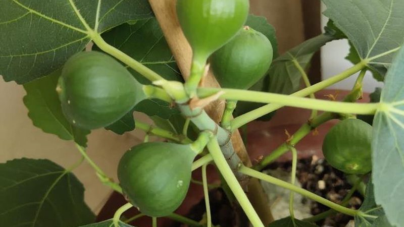 网络维护与弱电工程：本质区别与关键考量